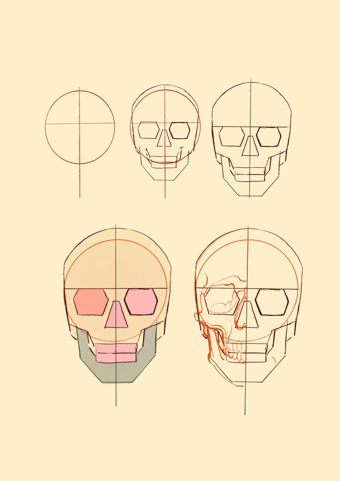 Início: construção de crânio, da esfera à anatomia